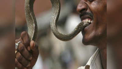 Man Bites Snake: सांप से इंसान ने लिया बदला...पैर में डसा तो दांत से काट-काटकर मार डाला