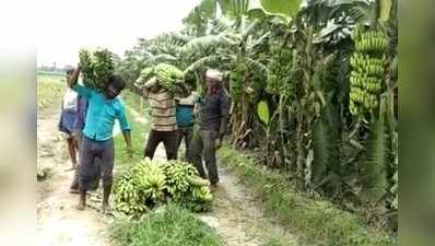 UP News: हरदोई में केले की खेती से चमकी किसानों की किस्मत, कई गुना बढ़ी आय