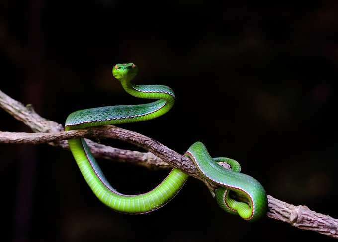 ​ಇದು ತುಂಬಾ ಒಳ್ಳೆಯ ಶಕುನ