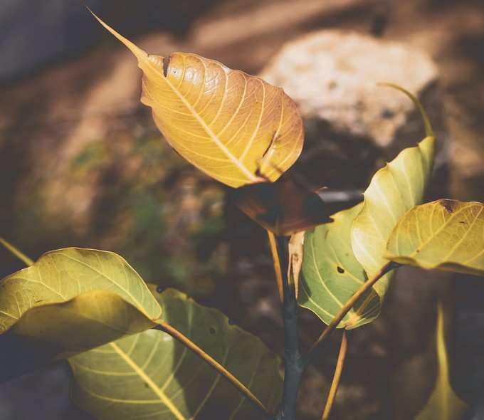 ​ಇದನ್ನು ಅರಳಿ ಮರಕ್ಕೆ ಅರ್ಪಿಸಿ