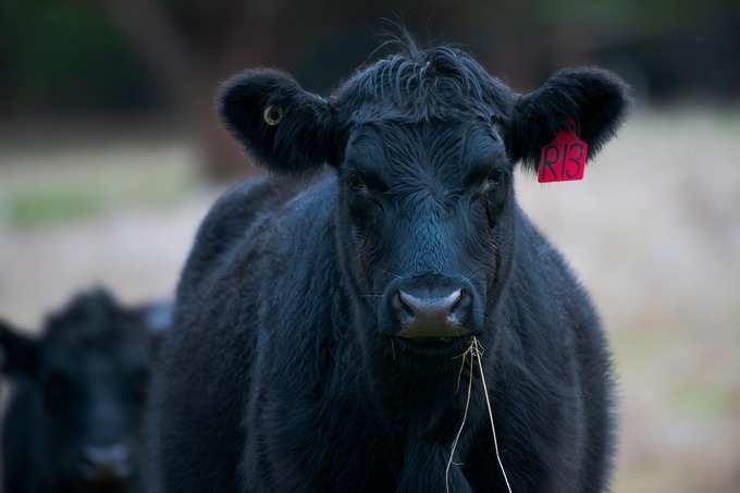 ​ಕಪ್ಪು ಹಸುಗಳನ್ನು ಪೂಜಿಸಿ