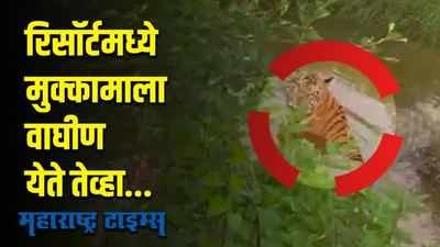 Tadoba Andhari National Park | ताडोबाजवळ रिसॉर्टमध्ये वाघीण घुसली अन्... | Maharashtra Times