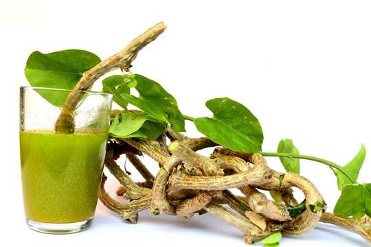 Ways To Boost Immunity,ತುಳಸಿ, ಅಮೃತ ಬಳ್ಳಿ, ಅರಿಶಿನ ಈ ಮೂವರ ಪವರ್ ಹೇಗಿದೆ ಗೊತ್ತಾ? - these spice and herbs can boost your immunity in rainy season - Vijay Karnataka