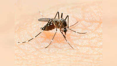 डेंग्यू, मलेरियाचे रुग्ण नियंत्रणात