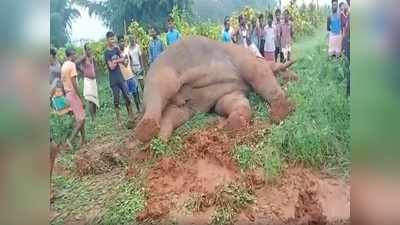 Ranchi News: जंगली हाथी की करंट लगने से मौत, मौके पर जमा हो गया हाथियों का झुंड, ग्रामीण में दहशत