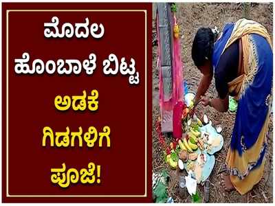 ದಾವಣಗೆರೆಯಲ್ಲಿ ಮೊದಲ ಹೊಂಬಾಳೆ ಬಿಟ್ಟ ಅಡಕೆ ಗಿಡಗಳಿಗೆ ಪೂಜೆ: ಹೊಲದಲ್ಲಿ ಕೂಡು ಕುಟುಂಬದಿಂದ ಹಬ್ಬದೂಟ!