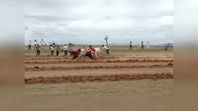 बैलगाडा शर्यत महागात पडली; अहमदनगरमध्ये ४७ जणांवर गुन्हा दाखल