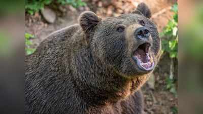 मेळघाटात अस्वलांचा वनमजुरावर हल्ला, एक जखमी