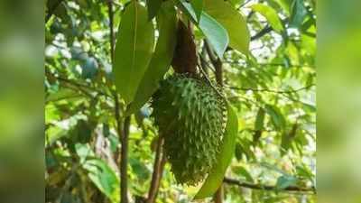 Soursop Fruit: कैंसर को रोकने में मददगार है हनुमान फल, खाने से कब्ज सहित दूर होती हैं ये बीमारियां
