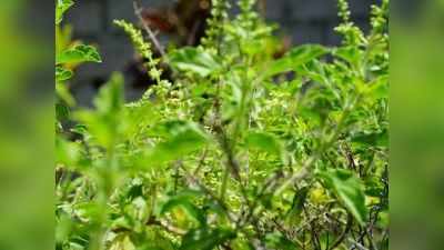 Tulsi for Digestion: पेट दर्द-अपच को मिनटों में दूर कर देती है आयुर्वेदिक औषधि तुलसी, ऐसे प्रयोग करने से तुरंत मिलता आराम