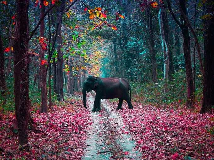 असम में मानस नेशनल पार्क - Manas National Park in Assam in Hindi