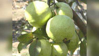 Guava Farming Business Idea: अमरूद की खेती से हर साल कमाएं 15 लाख रुपये का मुनाफा, ये ट्रिक आजमाएंगे तो और बढ़ जाएगी आमदनी!