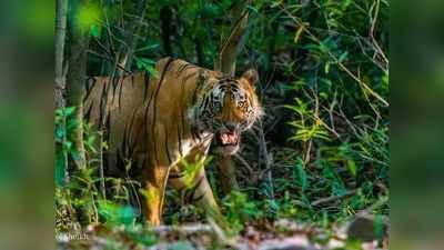 या जिल्ह्यात नागरिकांच्या जीवाचा धोका वाढला, घराबाहेर पडण्याआधी बातमी वाचा