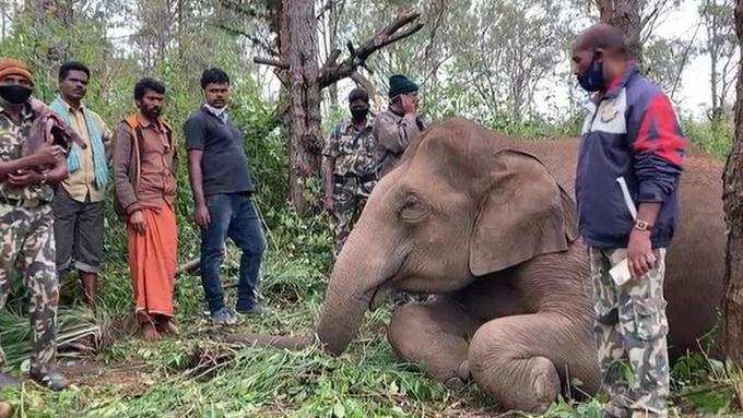 Elephant calf visits mother’s cremation ground daily in Keralas Idduki