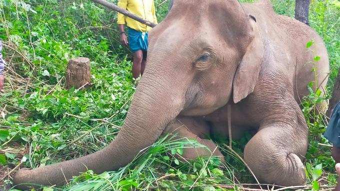 Elephant calf visits mother’s cremation ground daily in Keralas Idduki