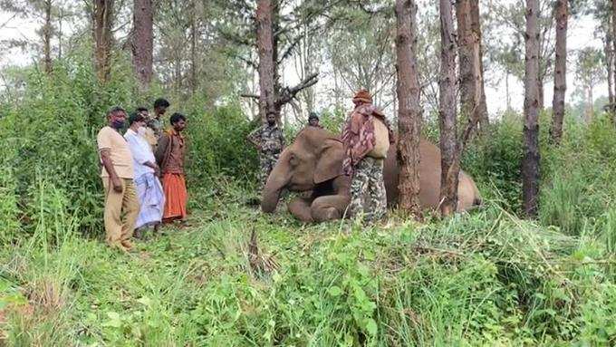 Elephant calf visits mother’s cremation ground daily in Keralas Idduki