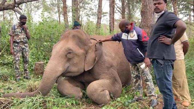 Elephant calf visits mother’s cremation ground daily in Keralas Idduki