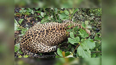 A Leopard Found Dead: बिबट मृतावस्थेत आढळला; वाघाशी झुंज झाल्याचा प्राथमिक अंदाज