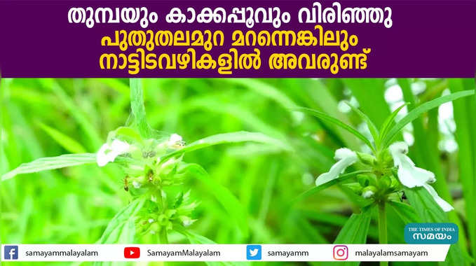 തുമ്പയും കാക്കപ്പൂവും വിരിഞ്ഞു; പുതുതലമുറ മറന്നെങ്കിലും നാട്ടിടവഴികളിൽ അവരുണ്ട്