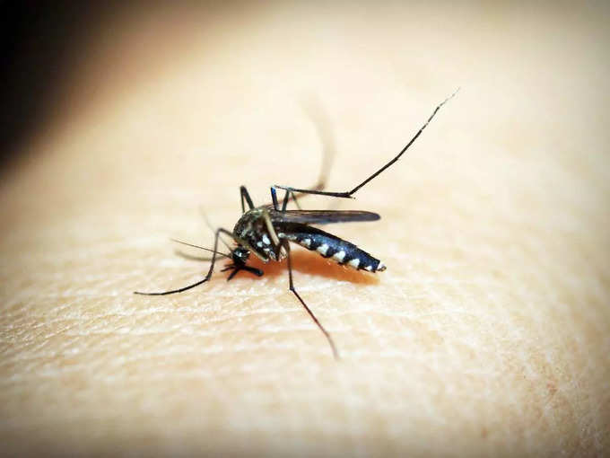 ​क्‍या हैं मच्छरों के काटने के कारण