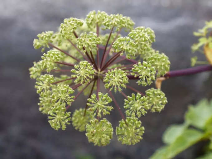 ​डोंग क्वाई (Angelica Sinensis)