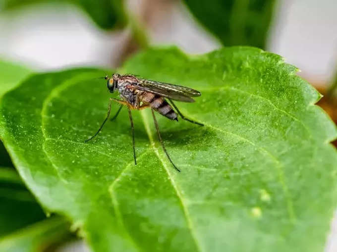 কিছু কিছু রোগের সংক্রমণ ঘটাতে পারে মশা