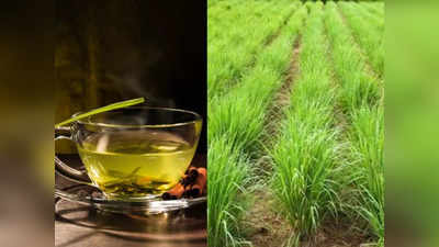 Lemongrass Tea: इस घास की चाय में छुपा है किडनी की हर समस्या का राज, दूर कर देती है ये बीमारियां