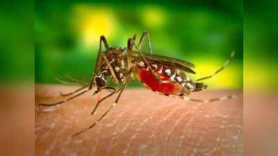 डेंग्यू, मलेरियाच्या प्रसारास आळा; डासांच्या हजारो आळ्या नष्ट