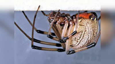 Button Spider: दुनिया की सबसे जहरीली ये अफ्रीकी मकड़ियां, एक झटके में सांपों को बना लेती हैं शिकार