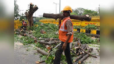 Delhi News: 5 सालों तक दिल्ली में हर 3 घंटे में काटे गए एक पेड़, RTI में हुआ खुलासा