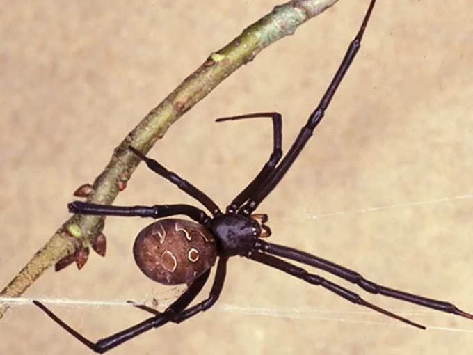 बटन मकड़ी: Photograph by James L. Castner, Department of Entomology and Nematology, University of Florida.