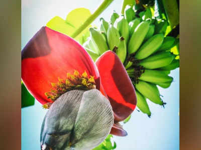 Banana Flower: आयुर्वेदिक औषधि है केले का फूल, काढ़ा पीकर इन बीमारियों को जाएंगे भूल; एक्सपर्ट से जानें इसके लाभ