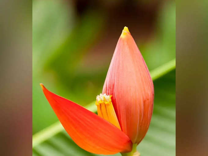 ​डायबिटीज रोगियों के लिए रामबाण औषधि है केले का फूल