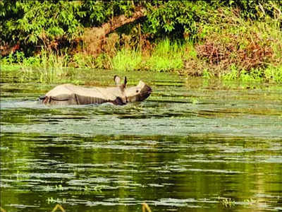 একশৃঙ্গ গণ্ডারের রহস্যমৃত্যু ঘিরে চাঞ্চল্য জলদাপাড়ায়