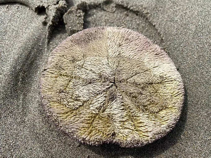 sand dollar 1