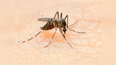 बारिश से बढ़ा खतरा, बढ़ने लगा डेंगू के मरीज, अब तक डेंगू के 68 और मलेरिया के 32 मामले आए