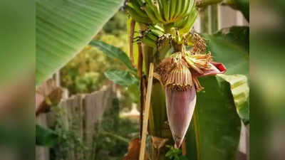 Banana Flower Benefits : आयुर्वेदानुसार लठ्ठपणा, हृदयरोग, मधुमेह, किडनीच्या आजारांवर हे फुल आहे रामबाण, असंख्य आजारांपासून राहाल दूर