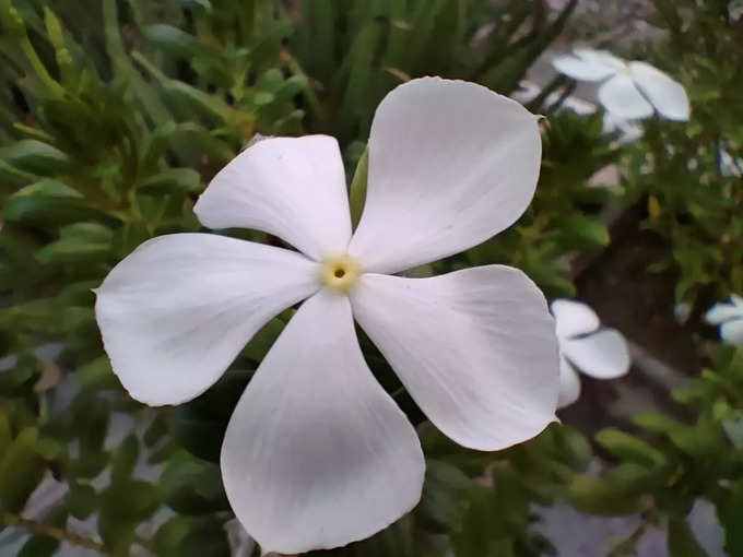 realme gt flower picture