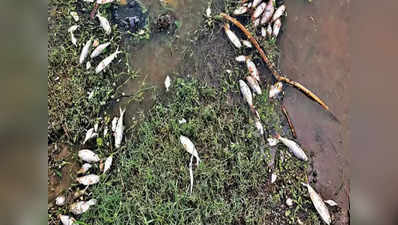તાપી નદીના કિનારેથી મોટી સંખ્યામાં મૃત માછલીઓ અને સાપ મળ્યા, સ્થાનિકોમાં ફફડાટ