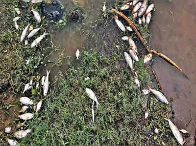 તાપી નદીના કિનારેથી મોટી સંખ્યામાં મૃત માછલીઓ અને સાપ મળ્યા, સ્થાનિકોમાં ફફડાટ
