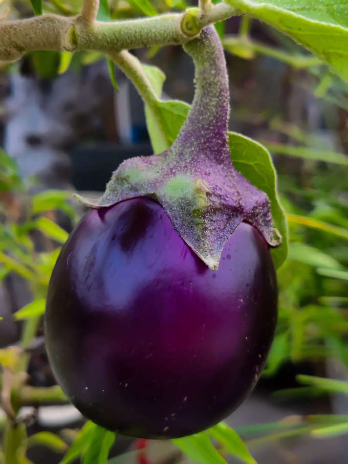 ​ಬದನೆಕಾಯಿ ಮತ್ತು ಹಸಿರು ತರಕಾರಿ