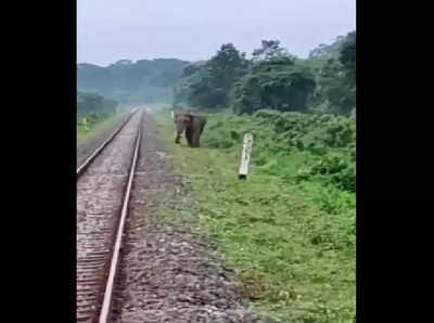 ಆನೆಗೆ ಹಳಿ ದಾಟಲು ರೈಲು ನಿಲ್ಲಿಸಿದ ಲೋಕೋ ಪೈಲಟ್‌ಗಳು: ಹೃದಯವಂತರಿಗೆ ಎಲ್ಲರ ಶಹಬ್ಬಾಸ್