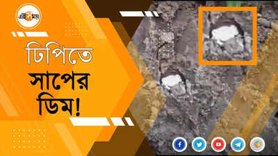 ঢিপিতে সাপের ডিম!