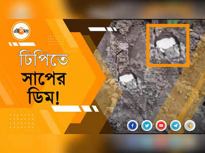 ঢিপিতে সাপের ডিম!