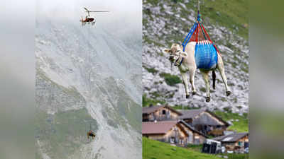 Watch Video: स्विट्जरलैंड के पहाड़ों में अनोखा रेस्क्यू ऑपरेशन, हेलिकॉप्टर से एयरलिफ्ट की गईं गायें