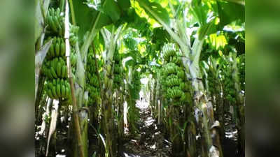 Banana Farming Business Idea: केले की खेती से कमाएं 8 लाख रुपये तक का मुनाफा, भूल जाएंगे गेहूं-धान-गन्ना उगाना!