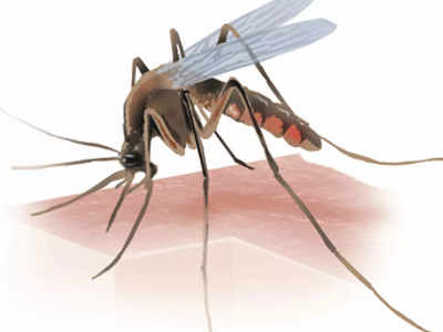 UP के फिरोजाबाद में डेंगू का बढ़ता कहर, क्लास 1 से 8वीं तक के स्कूल 1 सप्ताह तक बंद
