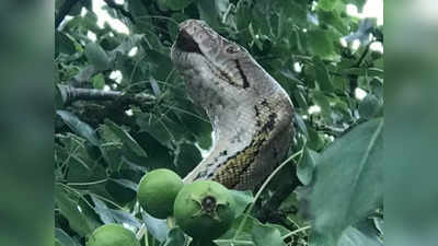 ജംഗിൾ ബുക്കിലെ കാ വഴിതെറ്റി വന്നതാണോ? പേടിപ്പിച്ച് 10 നീളമുള്ള ഭീമൻ പെരുമ്പാമ്പ്