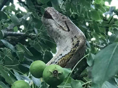 ജംഗിൾ ബുക്കിലെ കാ വഴിതെറ്റി വന്നതാണോ? പേടിപ്പിച്ച് 10 നീളമുള്ള ഭീമൻ പെരുമ്പാമ്പ്