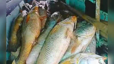 મુંબઈનો માછીમાર એક જ ફેરામાં બની ગયો કરોડપતિ, જાળમાં ફસાઈ 157 દુર્લભ માછલી